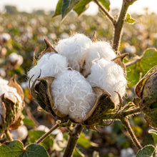 American Cotton Seeds – Gossypium Hirsutum Plant