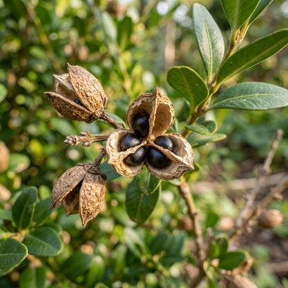 Wintergreen Japanese Boxwood Seeds – Hedge Shrub Plant