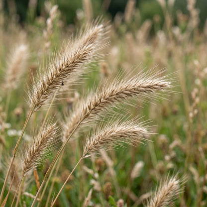 Bottlebrush Grass Seeds for Native Landscapes