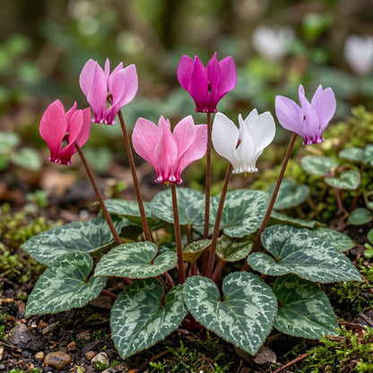 Dreamscape Mix Cyclamen Seeds for Containers - Compact Seasonal Flower Plants for Indoor & Outdoor Decorative Displays