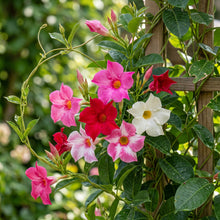 Multi-Colored Mandevilla Flower Seeds for Trellis Gardens - Tropical Climbing Blooms for Containers & Outdoor Spaces