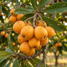 Japanese Loquat Seeds – Tropical Fruit Tree