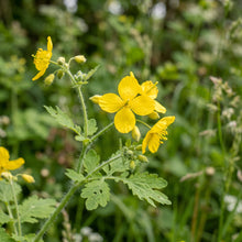 Greater Celandine Herb Seeds for Planting