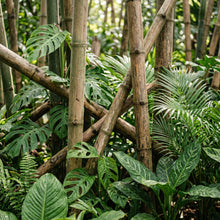 Bamboo Seeds (Bambusa oldhamii) – Clumping Bamboo Plant Seeds
