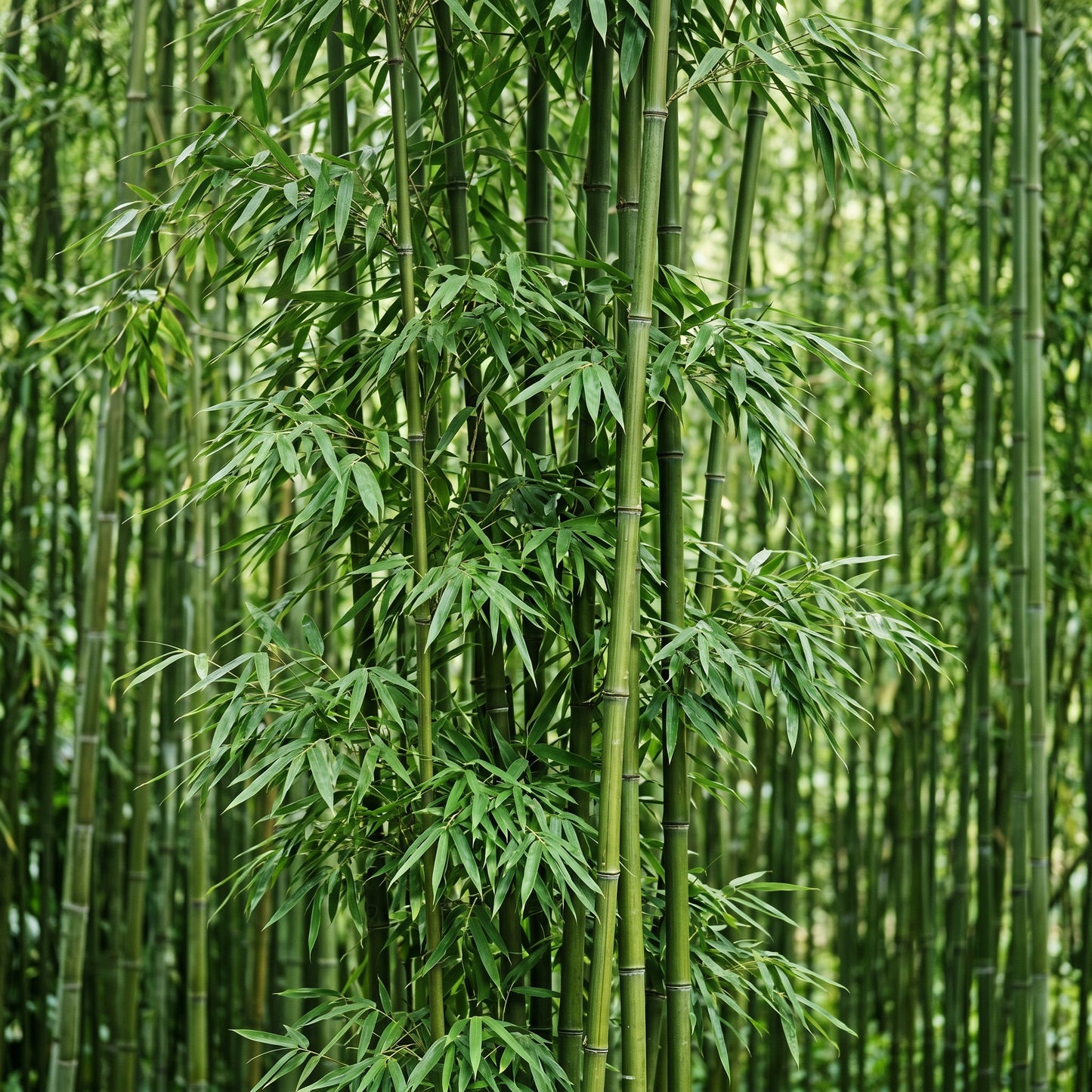 Giant Bamboo Seeds (Bambusa spp.) – Fast Growing Bamboo Seeds