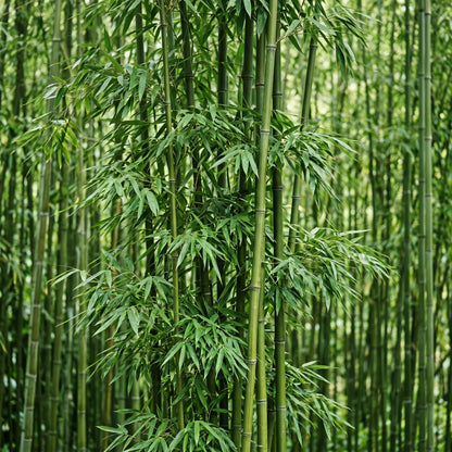 Giant Bamboo Seeds (Bambusa spp.) – Fast Growing Bamboo Seeds