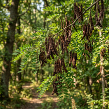 Black Locust Seeds (Robinia pseudoacacia) – Nitrogen Fixing Tree Seeds