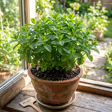 Mint Herb Seeds for Indoor & Outdoor Growing