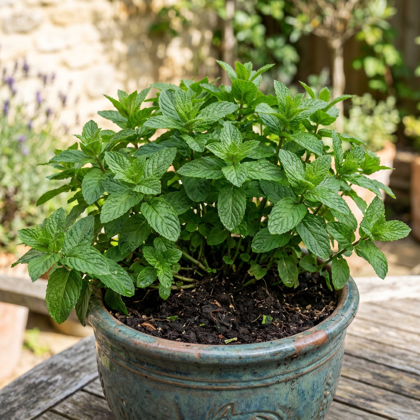 Mint Herb Seeds for Indoor & Outdoor Growing