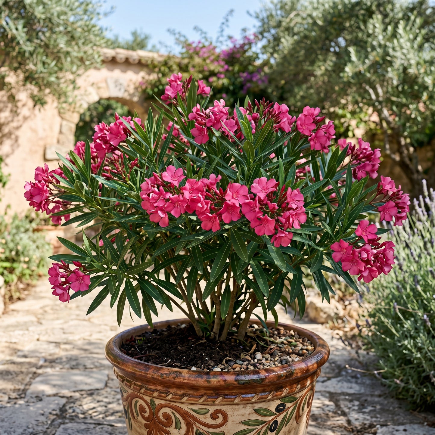 Nerium Oleander Pink Shrub – Flowering Plant