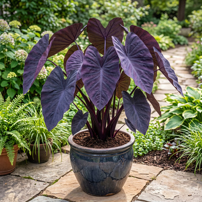 Purple Colocasia Seeds – Elephant Ear Tropical Plant