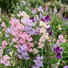 Sweet Pea Seeds (Lathyrus odoratus) – Climbing Sweet Pea Flower Seeds