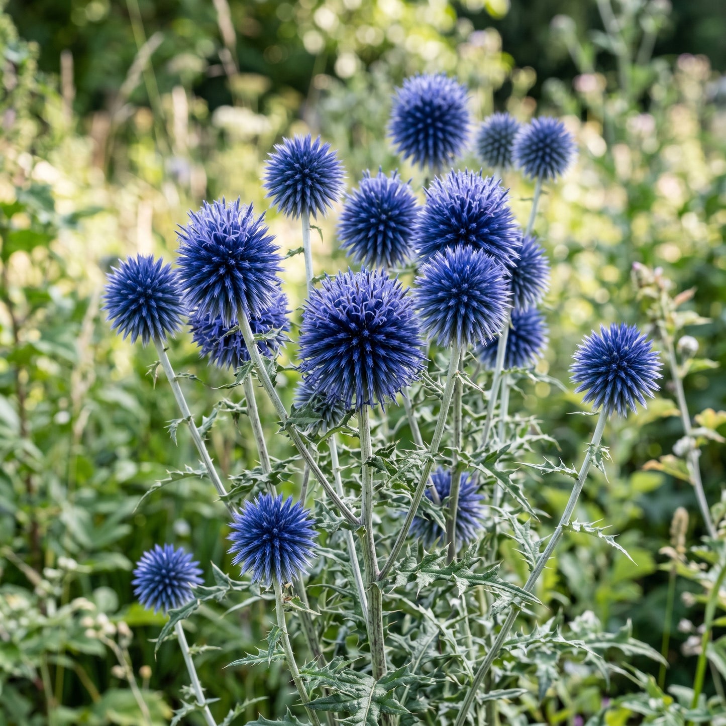 Blue Globe Thistle Root (Echinops bannaticus ‘Veitch’s Blue’) – Live Flowering Plant