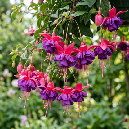 Fuchsia Flower Seeds for Containers