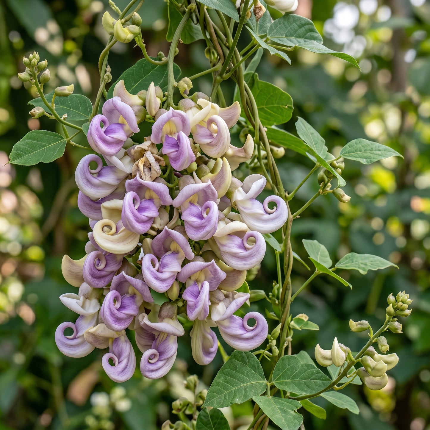 Corkscrew Vine Seeds (Vigna caracalla) – Snail Vine Flower Seeds