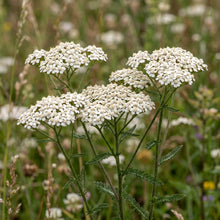 White Yarrow Seeds (Achillea millefolium) – Yarrow Flower Seeds