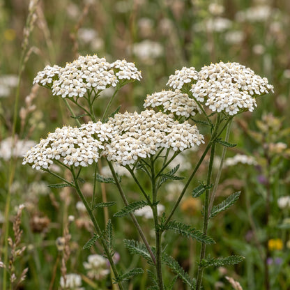 White Yarrow Seeds (Achillea millefolium) – Yarrow Flower Seeds