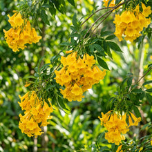 Yellow Bells Plant (Tecoma stans) – Yellow Trumpetbush Flower Shrub