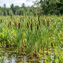 Cattail Seeds for Wetland Gardens