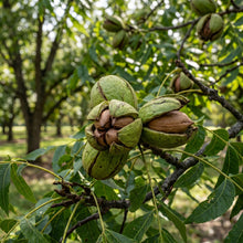 Stuart Pecan Tree Seeds