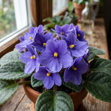 African Violet Seeds (Saintpaulia ionantha) – Indoor Flower Seeds
