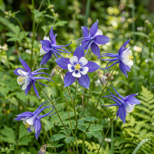 Blue Star Columbine Seeds (Aquilegia caerulea) – Columbine Flower Seeds