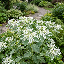 Snow on Mountain Flower Seeds