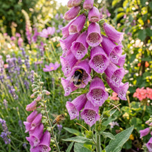 Foxglove Mixed Color Seeds – Digitalis Flower Plant