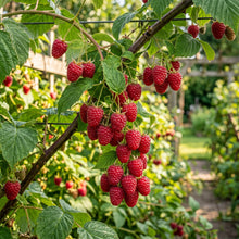 Red Raspberry Seeds – Sweet Fruit Plant