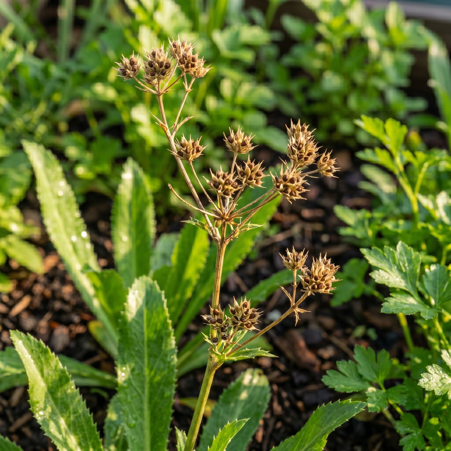 Culantro Herb Seeds for Home Gardens - Aromatic Tropical Herb Plants for Outdoor Beds & Container Growing