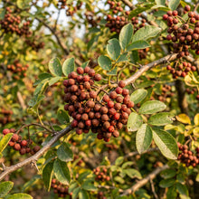 Prickly Ash Tree Seeds for Outdoor Planting - Hardy Deciduous Tree Seeds for Landscape & Garden Growing
