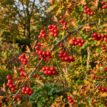 Wild Hawthorn Tree Seeds (Crataegus monogyna) – Hawthorn Shrub Seeds