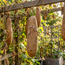 Luffa Gourd Seeds for Trellis Gardens