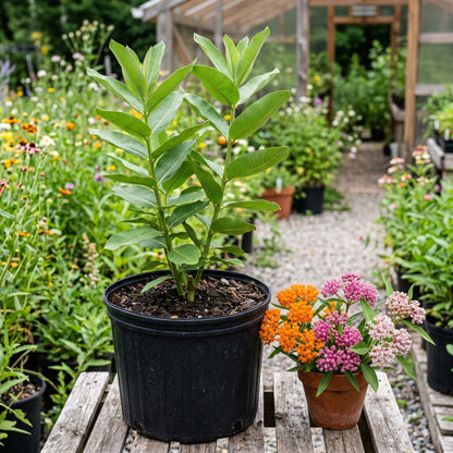 Mixed Color Milkweed Seeds – Asclepias Garden Flower Seeds
