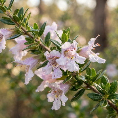Prostanthera lasianthos Flower Seeds for Planting
