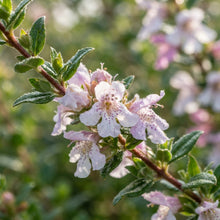 Prostanthera lasianthos Flower Seeds for Planting