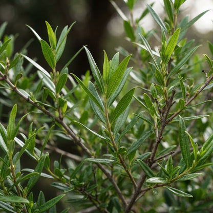 Prostanthera lasianthos Flower Seeds for Planting