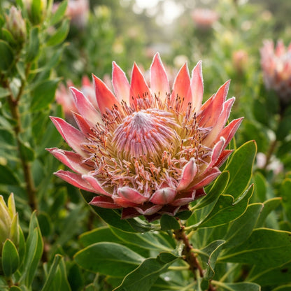 Protea Flower Seeds for Planting
