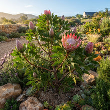 Protea cynaroides (King Protea) Seeds for Planting