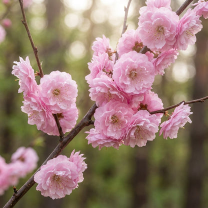 Flowering Almond Prunus Triloba Seeds - Almond Flower Seeds for Garden