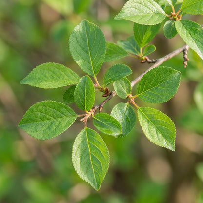 Flowering Almond Prunus Triloba Seeds - Almond Flower Seeds for Garden