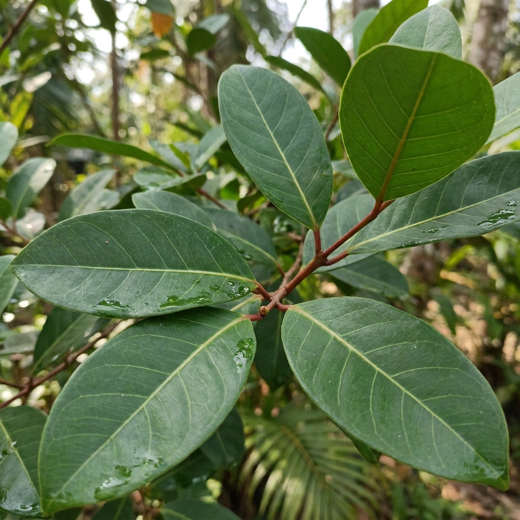 Psidium acutangulum Guava Seeds for Planting