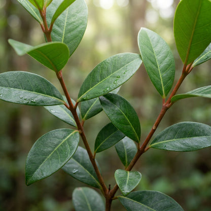 Psidium acutangulum Guava Seeds for Planting