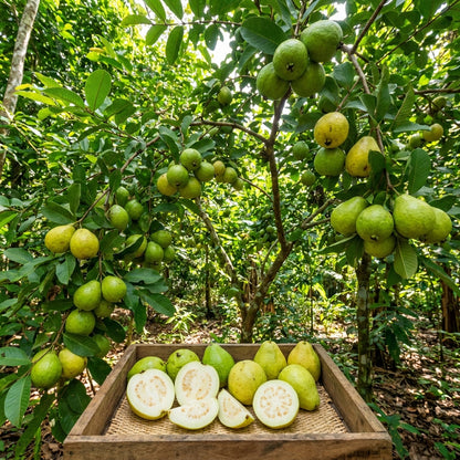 Psidium acutangulum Guava Seeds for Planting