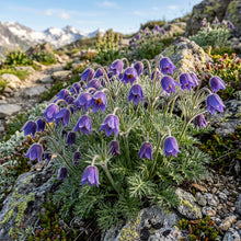 Pulsatilla Campanella Flower Seeds