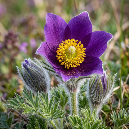 Pulsatilla Grandis Moravica Flower Seeds