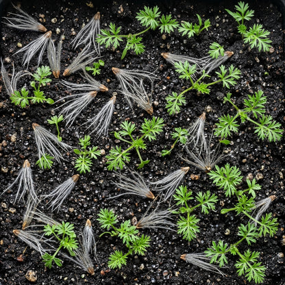 White Pasque Flower Seeds - White Pasque Flower Seeds for Garden