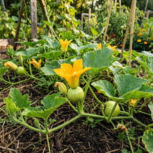 Pumpkin Seeds – Pumpkin Seeds for Home Garden