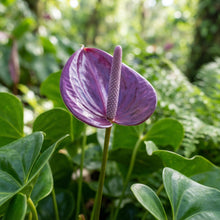 Purple Anthurium Flower Seeds - Anthurium Flower Seeds for Garden