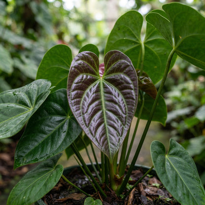 Purple Anthurium Flower Seeds - Anthurium Flower Seeds for Garden